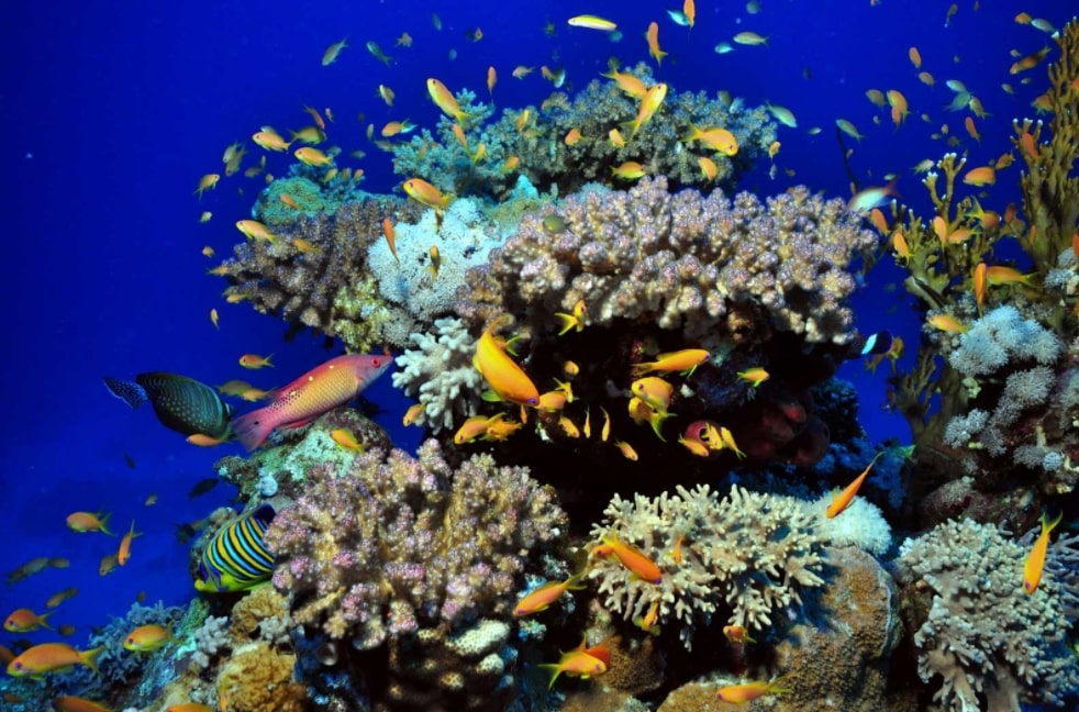 Snorkeling dengan Arus Laut yang Tenang