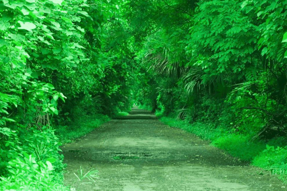 Serunya Melewati Hutan Evergreen