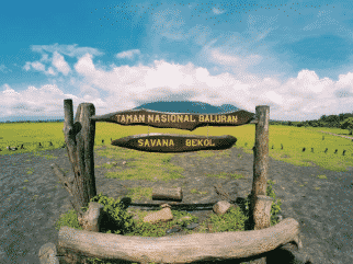 Image result for baluran banyuwangi