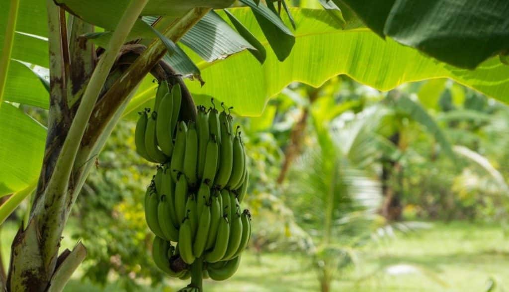 Perkebunan Pisang