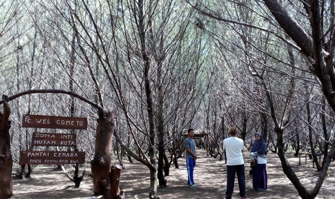 Hutan Cemara Pantai Cemara