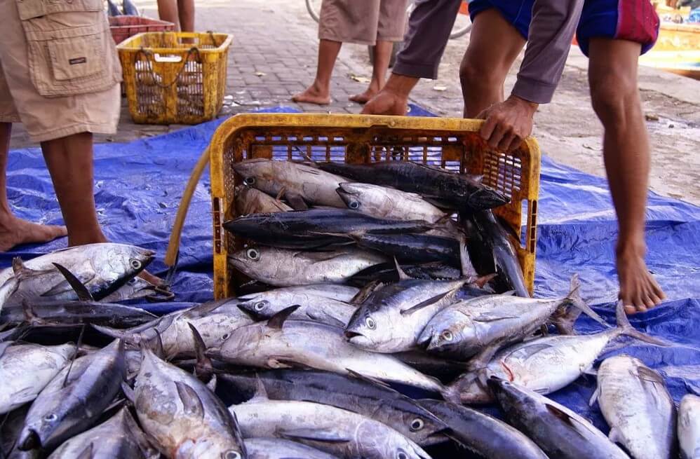 Oleh Oleh Ikan Pantai Palatar Agung