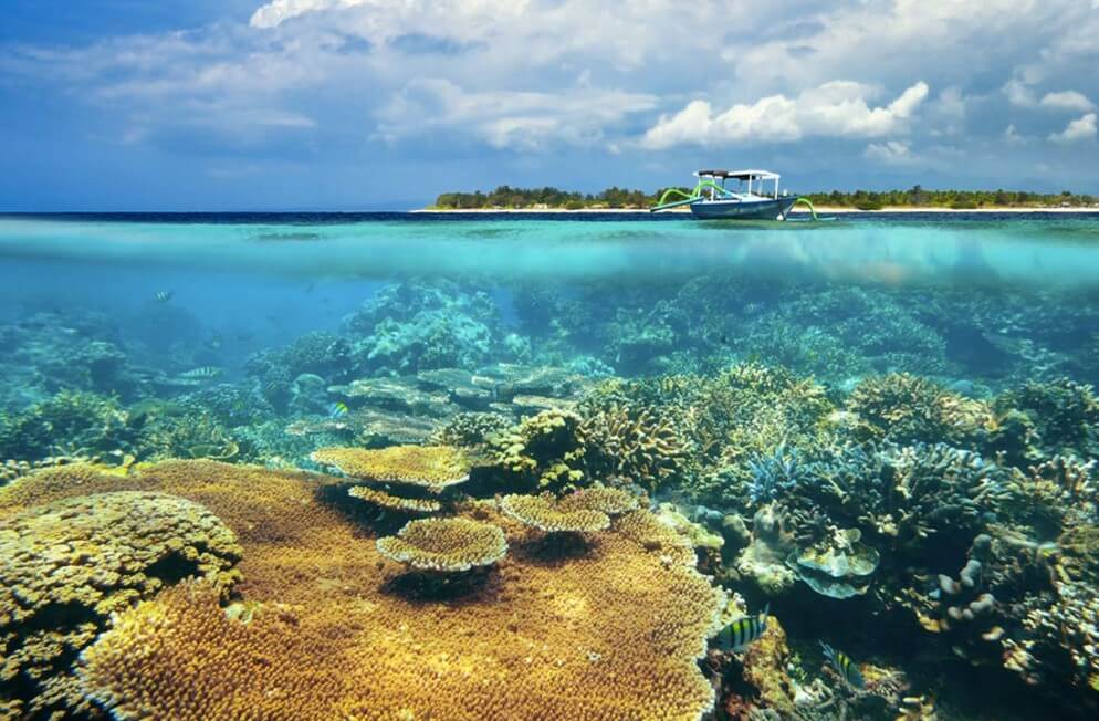 Penangkaran Penyu Laut