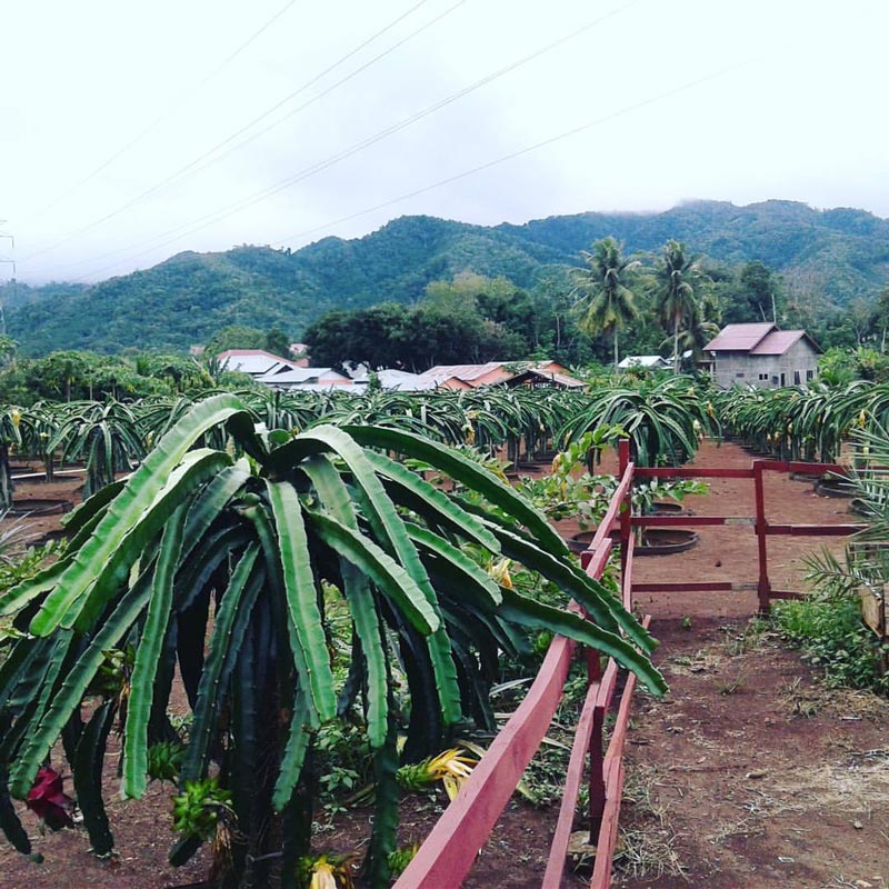 cafe di padang sidempuan sumatera