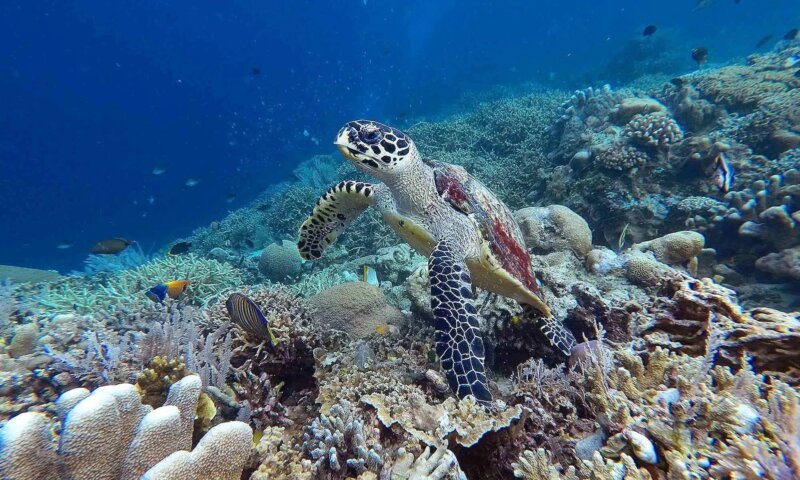 50+ Tempat Wisata di Manado yang Wajib Dikunjungi (Ada di