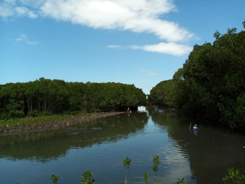 Hutan Mangrove Berbentuk Hati