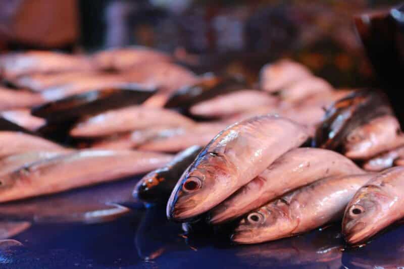 Belanja Ikan Laut Segar
