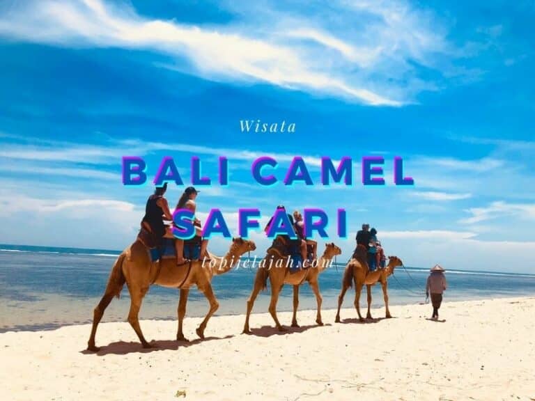 bali camel safari