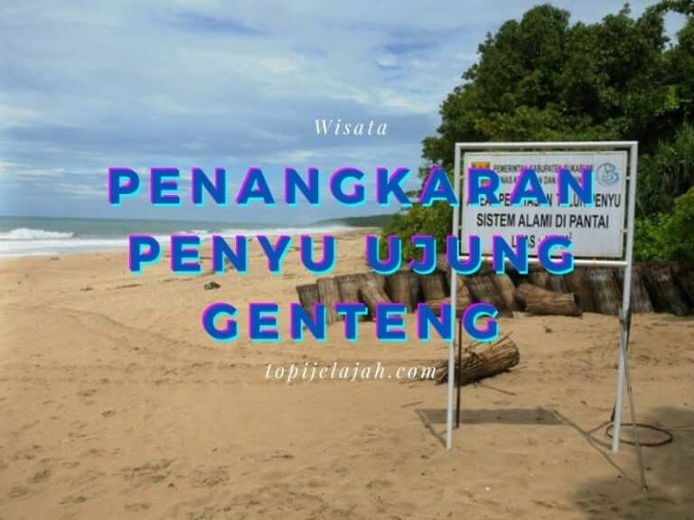 Penangkaran-penyu-ujung-genteng