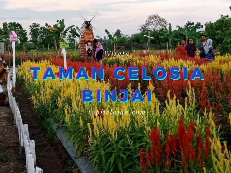 Taman-celosia-binjai