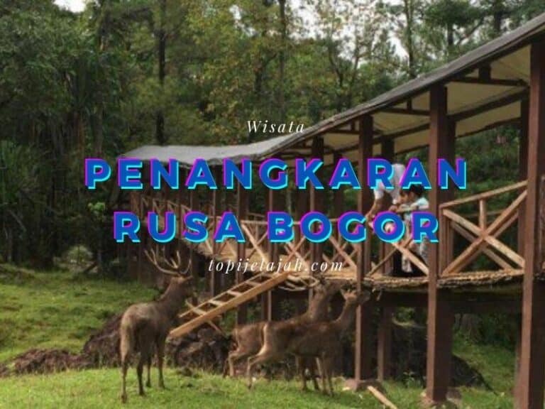 penangkaran-rusa-bogor