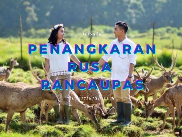 penangkaran-rusa-ranca-upas